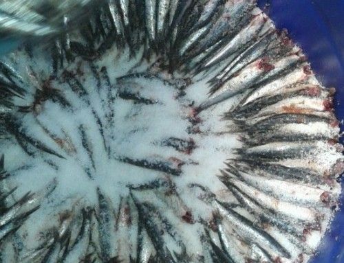 ¿Por qué las Anchoas son saladas?