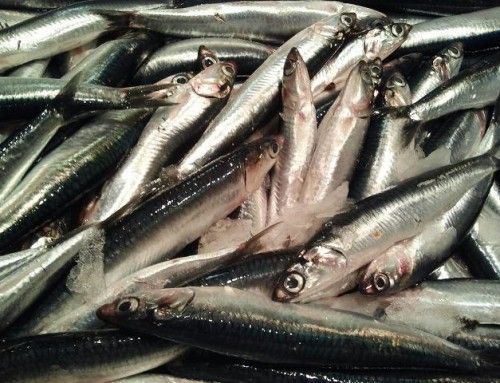 ¿Qué tipos de Anchoa se comen en España?