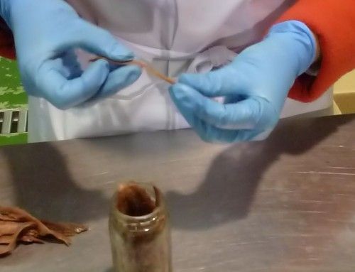 Embotado de Anchoas